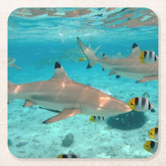 Haaien in het onderzetter van de Bora Bora (Voorkant)