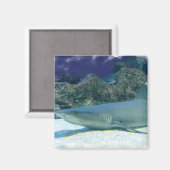 Haaien in Koraalrif magneet (Voorkant / Achterkant)