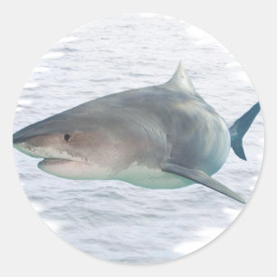 Haaien in water ronde sticker