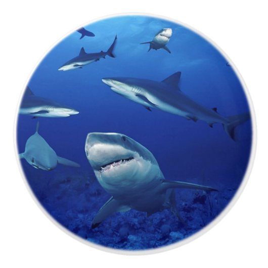 Haaien Keramisch kasteknop Keramische Knop (Voorkant)