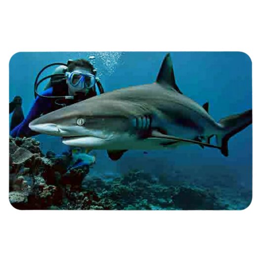 Haaien Magneet (Horizontaal)