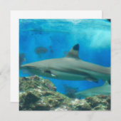 Haaien met riffen kaart (Voorkant / Achterkant)