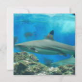 Haaien met riffen kaart (Voorkant)