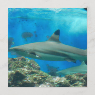 Haaien met riffen kaart