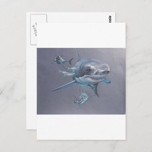 Haaien op Bay Briefkaart (Voorkant / Achterkant)