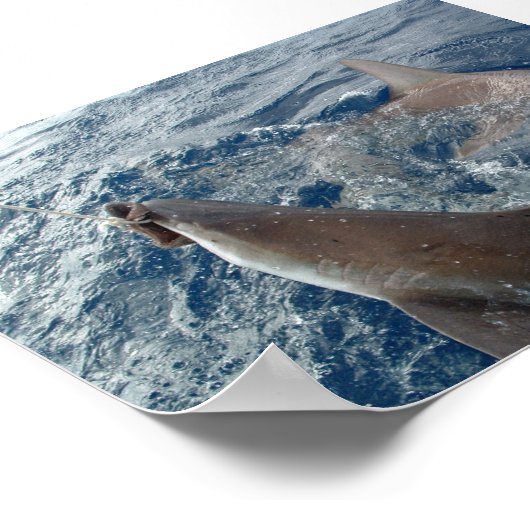 Haaien Poster (Hoek)