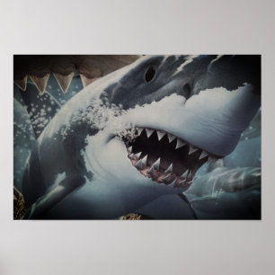 Haaien Poster