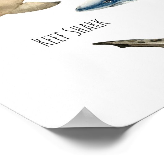 Haaien Poster (Hoek)