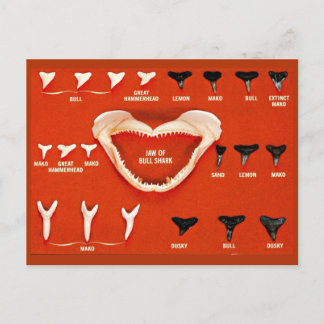 Haaien van Florida Briefkaart
