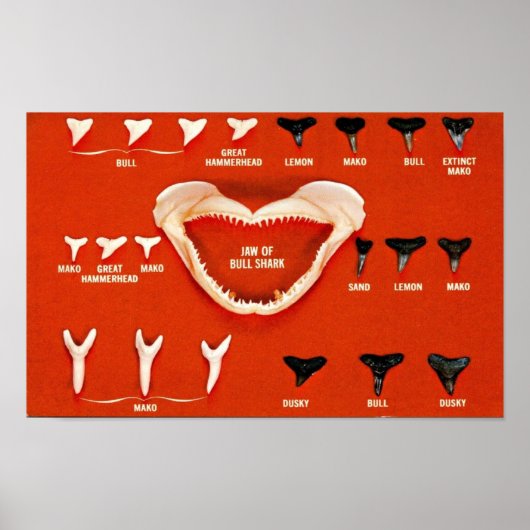 Haaien van Florida Poster (Voorkant)