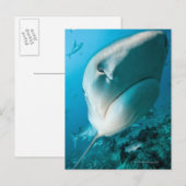Haaien van tijgerhaai (Galeocerdo cuvier) Briefkaart (Voorkant / Achterkant)