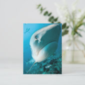 Haaien van tijgerhaai (Galeocerdo cuvier) Briefkaart (Staand voorkant)