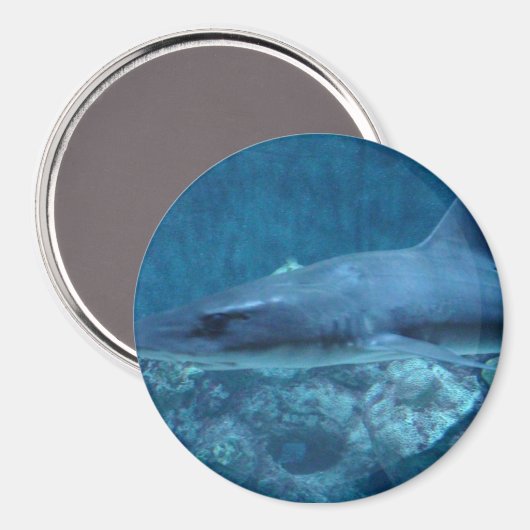 Haaien zwemmen in de oceaan Foto Magnet (Voorkant / Achterkant)