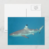 Haaien zwemmen onder water briefkaart (Voorkant / Achterkant)