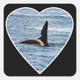 Haaienbeet Vin van "John Coe" Orka Vierkante Sticker