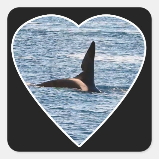 Haaienbeet Vin van "John Coe" Orka Vierkante Sticker (Voorkant)