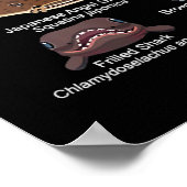 haaiengezichten die u wilt ontmoeten poster (Hoek)