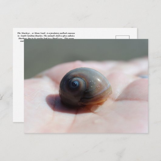 Haaienoog Slak Briefkaart postcrossing (Voorkant / Achterkant)