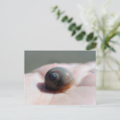 Haaienoog Slak Briefkaart postcrossing (Staand voorkant)