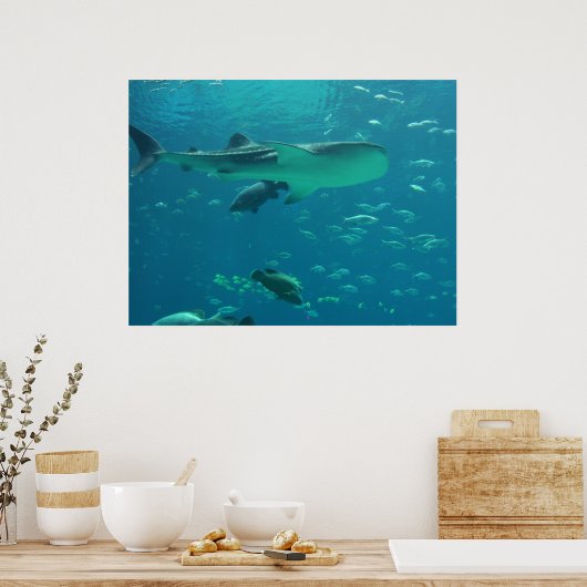 haaienrif poster (Keuken)