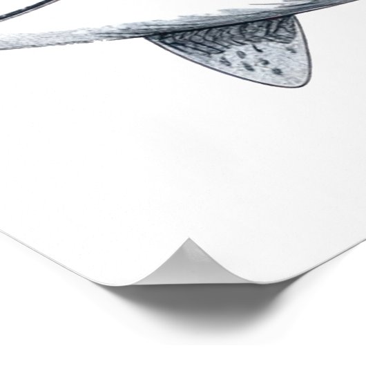 Haaientekening Klein Poster (Hoek)