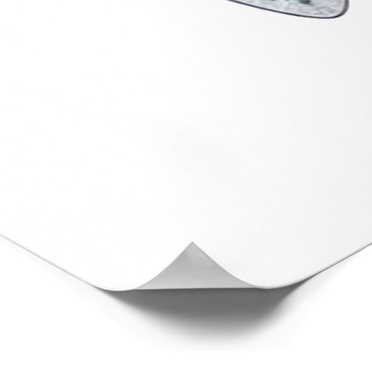 Haaientekening Poster (Hoek)