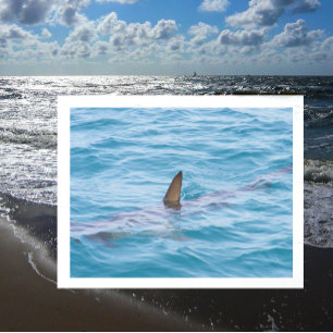 Haaienvin uit het water briefkaart
