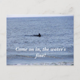 haaienvinnen Briefkaart