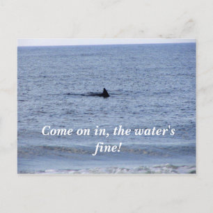 haaienvinnen Briefkaart