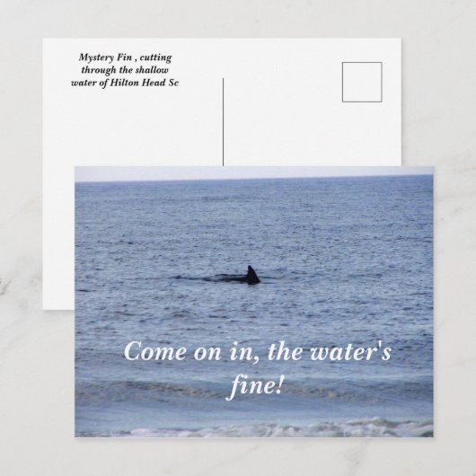 haaienvinnen Briefkaart (Voorkant / Achterkant)