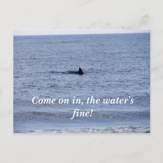 haaienvinnen Briefkaart (Voorkant)