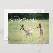 Haal Wild in South Dakota Briefkaart (Voorkant / Achterkant)