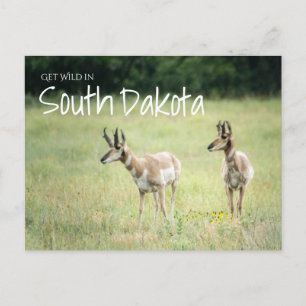 Haal Wild in South Dakota Briefkaart