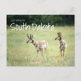 Haal Wild in South Dakota Briefkaart