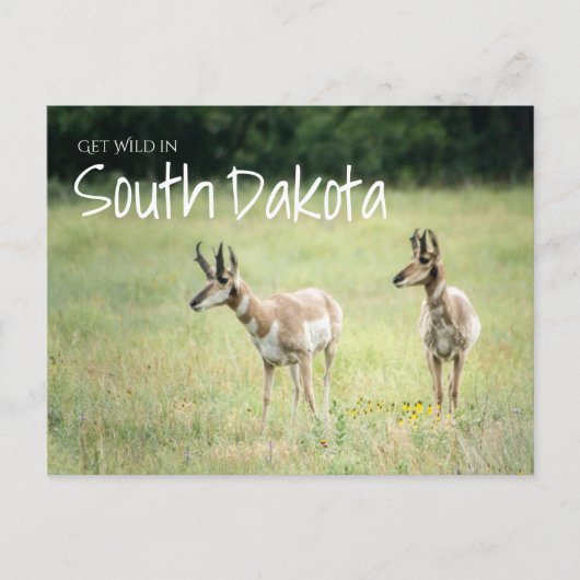 Haal Wild in South Dakota Briefkaart (Voorkant)