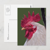 Haan Ansichtkaart Briefkaart (Voorkant / Achterkant)