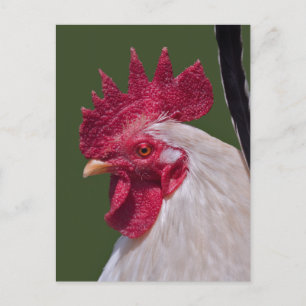 Haan Ansichtkaart Briefkaart