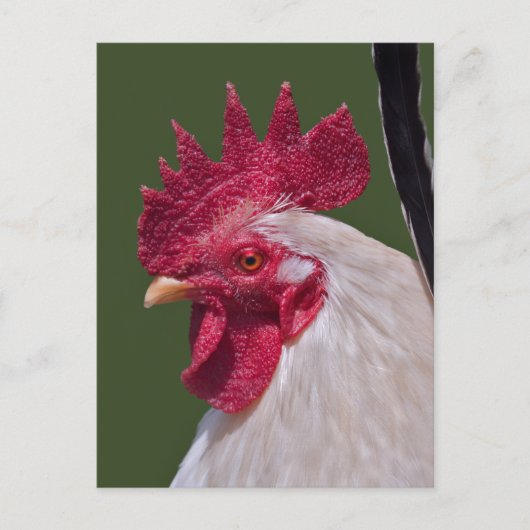 Haan Ansichtkaart Briefkaart (Voorkant)