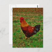 Haan die links onder ogen zien briefkaart (Voorkant / Achterkant)