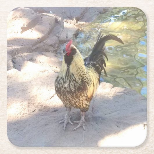 Haan Drink Coasters Kartonnen Onderzetters (Voorkant)