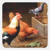 Haan duiven vierkante sticker (Voorkant)