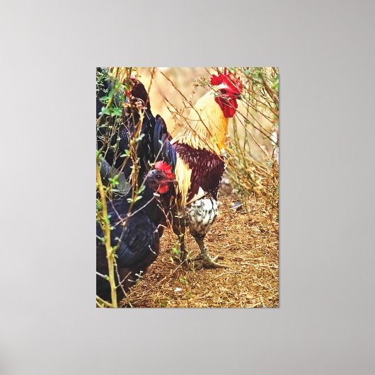 Haan en Hen in een Struikgewas Canvas Afdruk (Voorkant)