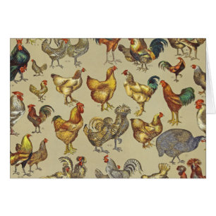 Haan Kip Boerderij Dier Pluimvee Land