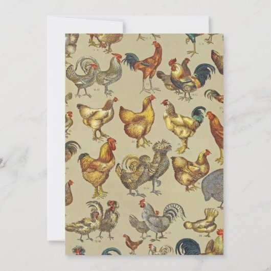 haan kippendier Boerderij landdier Kaart (Achterkant)