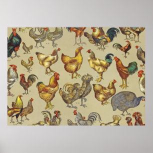haan kippendier Boerderij landdier Poster
