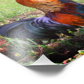 Haan Kraaien Boerderij Dier 8x8 Foto Afdruk (Hoek)