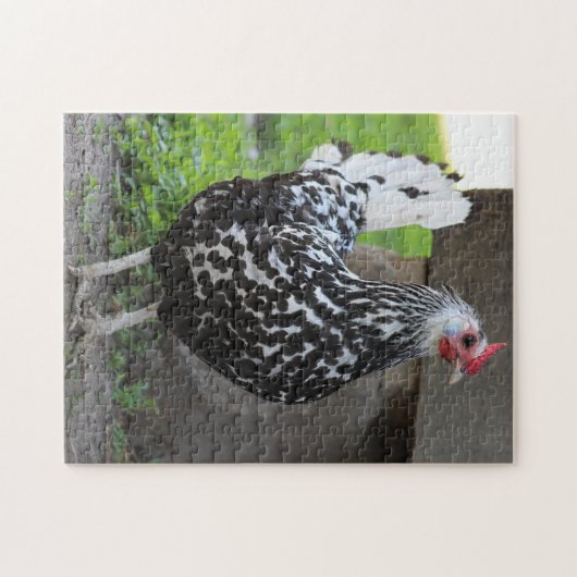 Haan puzzel (Horizontaal)