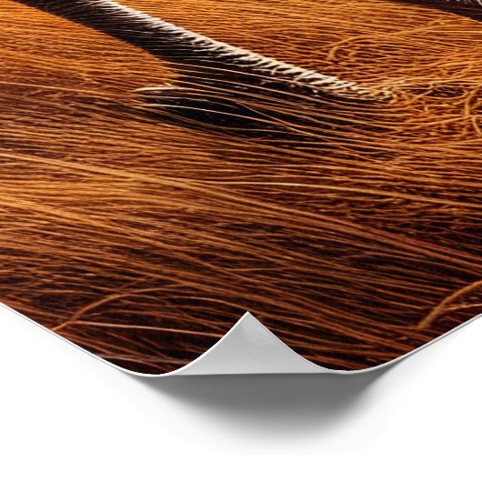 Haan Rendez-vous in de wei Poster (Hoek)