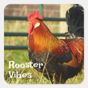 Haan Vibes Boerderij leven Vierkante Sticker