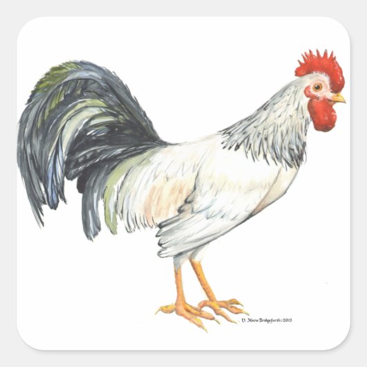 Haan wit met zwarte staart veren vierkante sticker (Voorkant)